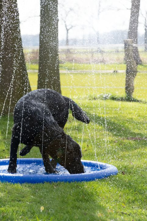 CoolPets Splash Pool Sproeier