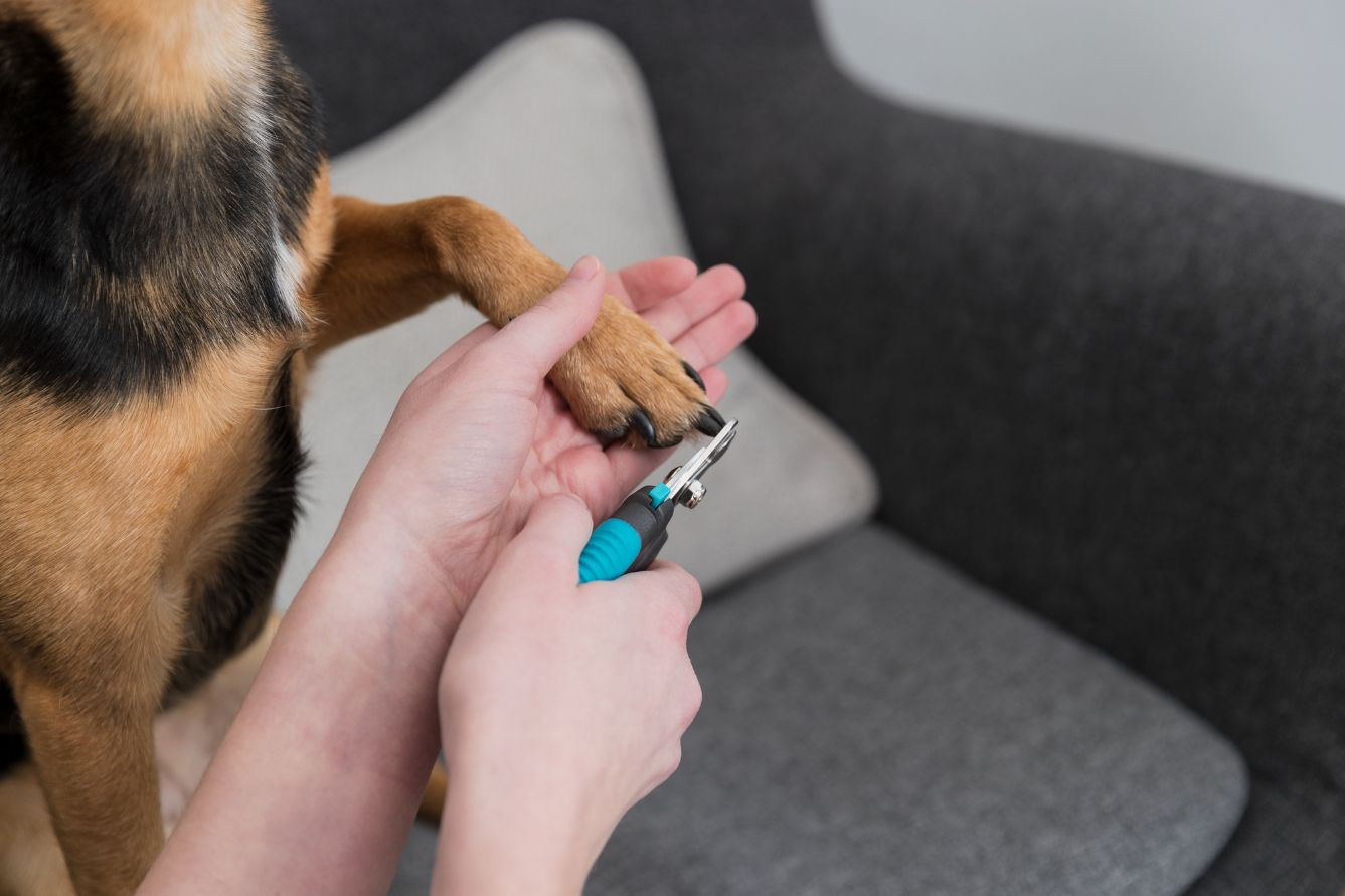 Nagelknipser klein für Hunde