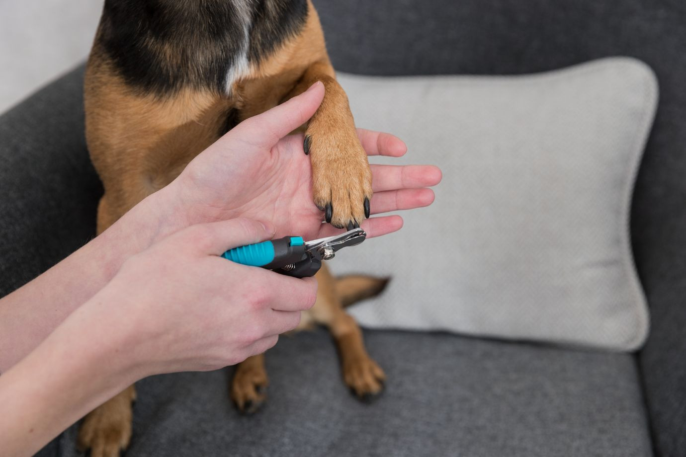 Nagelknipser klein für Hunde