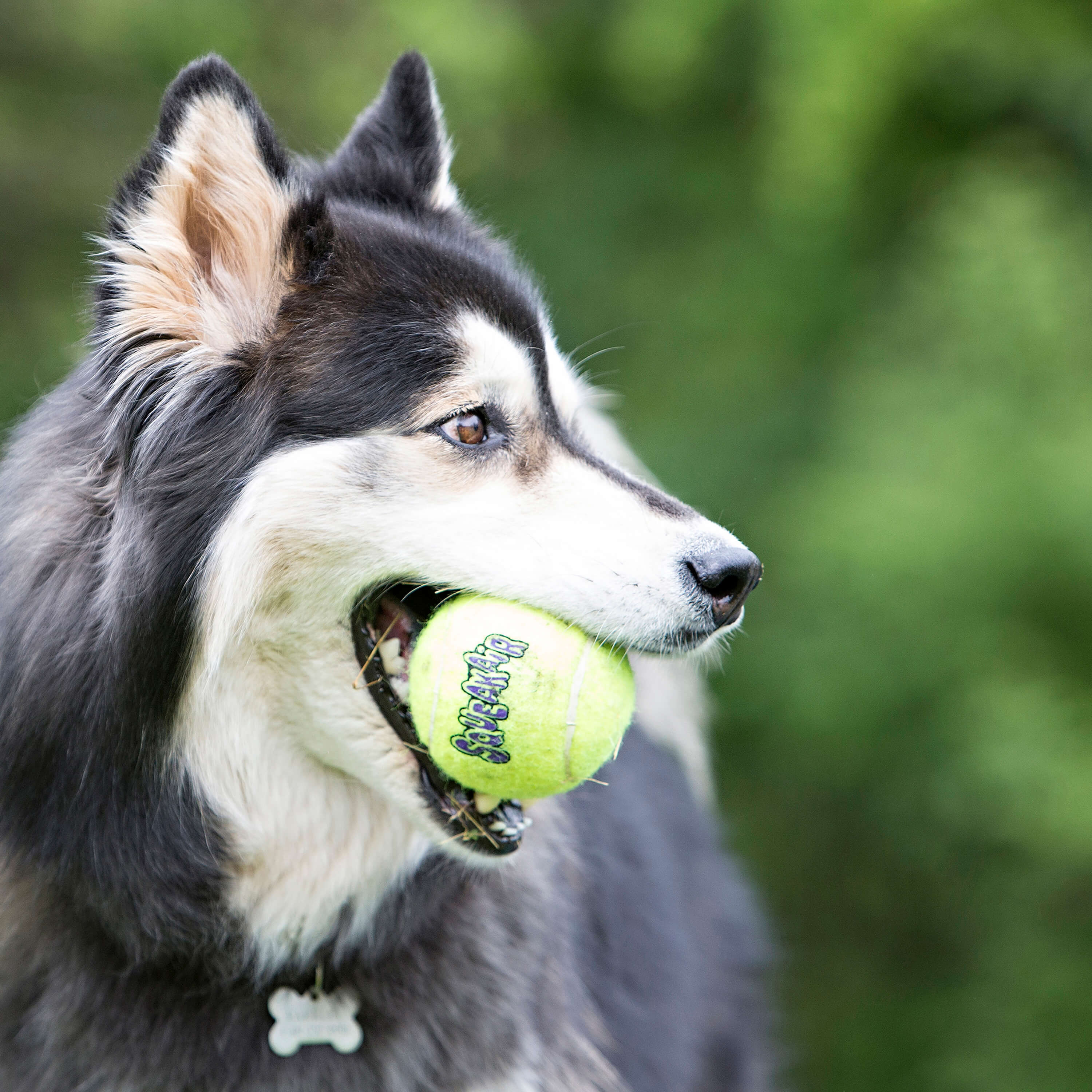 Kong Squeaker Balls voor de hond