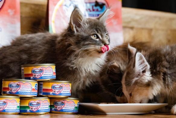 Renske Kitten paté kip met kalkoen natvoer kat (24x70 gr)